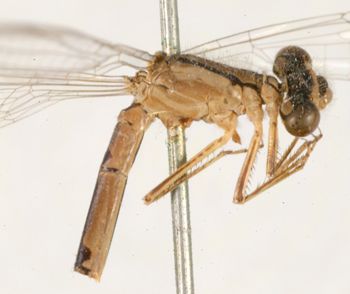 Media type: image;   Entomology 12253 Aspect: thorax lateral